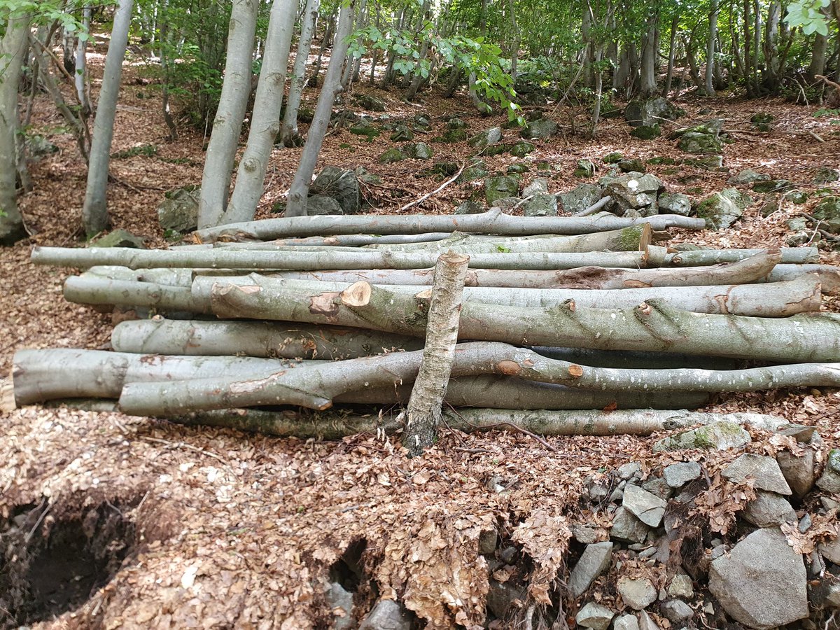 Doctor20207's tweet photo. C'era una volta un sentiero. Una bellezza. #valsessera #oasizegna #bielmonte #fai #vallecervo #trivero #forestale #foreste https://t.co/Qn6CDXdVuN