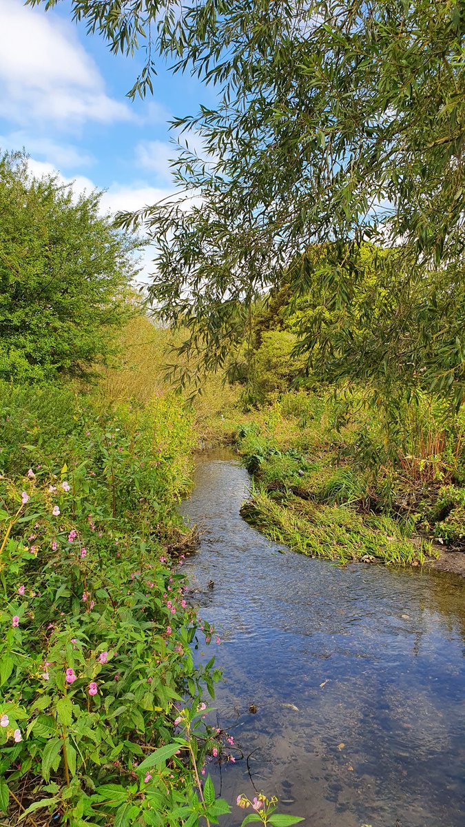 Having gone under the railway line I then cross the Hogsmill River (and the path of the London Loop). Have you walked this Thames Tributary yet  @walkngclasshero  @Ramblers_London?