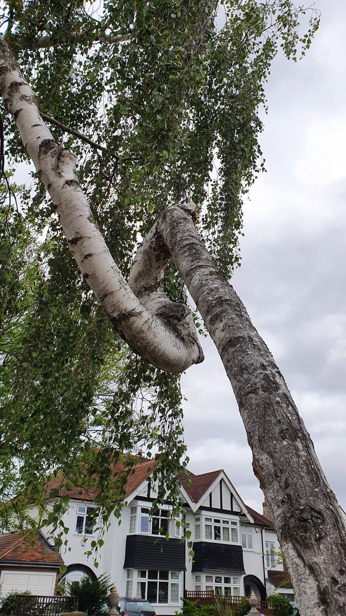 Any idea what makes a silver birch do the twist?  @TheStreetTree  @GregPackman