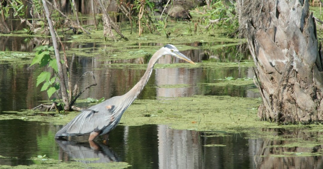 WashingtonCoFl's tweet photo. Experience Wildlife 🦅 Washington County is home to two segments of the Great Florida Birding &amp; Wildlife Trail, Falling Waters State Park &amp; Pine Log State Forest. For more information on native birds in Northwest Florida visit https://t.co/eR5EfC6mUc https://t.co/7wQbfhepol