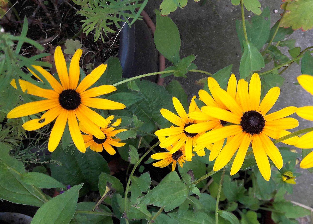 peac4love's tweet photo. 💐🍸🍷🎶🌈🌅#hamburg today🌻☀#Asteroideae🌻☀🌼🌙#GoodEvening Friends!🌖🌾❤🎨❤🌤💖☮✨☮peace☮✨💖✨love💖✨ No war!🌎🌳🚴‍♀️🏕🏔🍀🌱🥀🌷#COVIDー19 #staysafe https://t.co/mVQH7poNh3