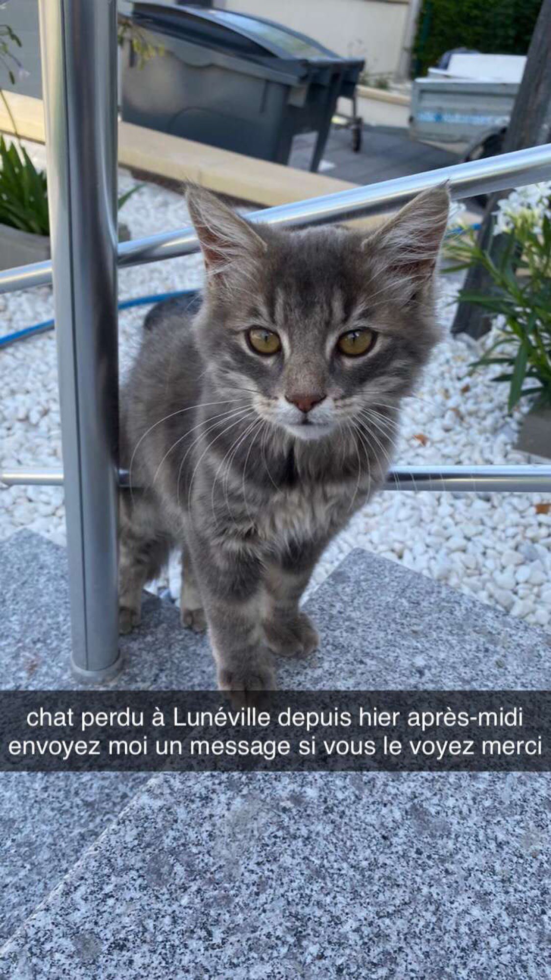Matiz Chat Gros Perdu Dans Luneville Merci De Me Contacter En Pv Rt Apprecie