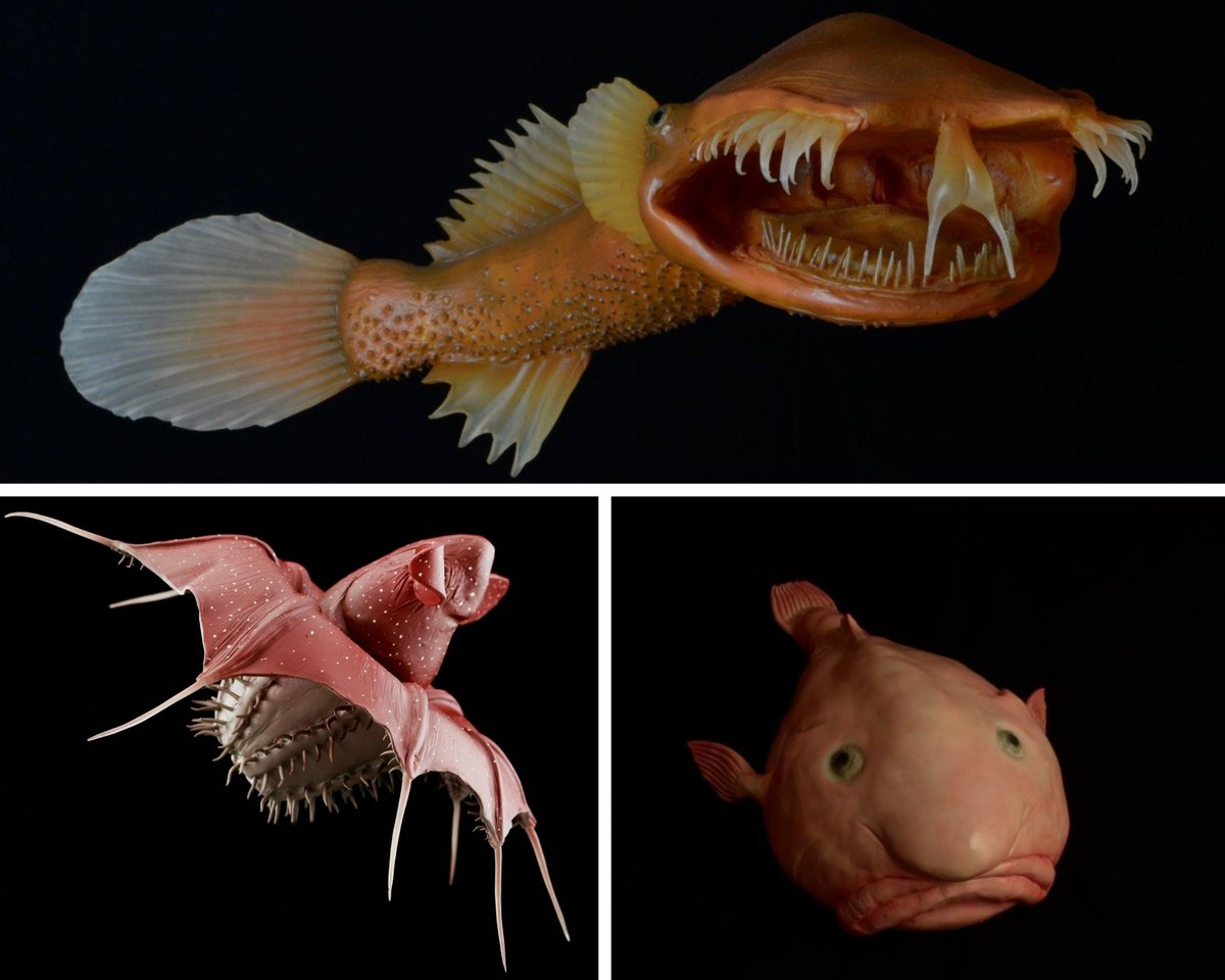 RAMaterials's tweet photo. Fabricator @kamyk.pl create museum quality deep sea creatures using Crystal Clear™ and Smooth-Cast™ 321 urethane resins! #ramaterials #smoothon #deepseacreatures #anglerfish #kamykpl #biologicalmodels #deepsea #ostracod https://t.co/bf3qn3e9Qw