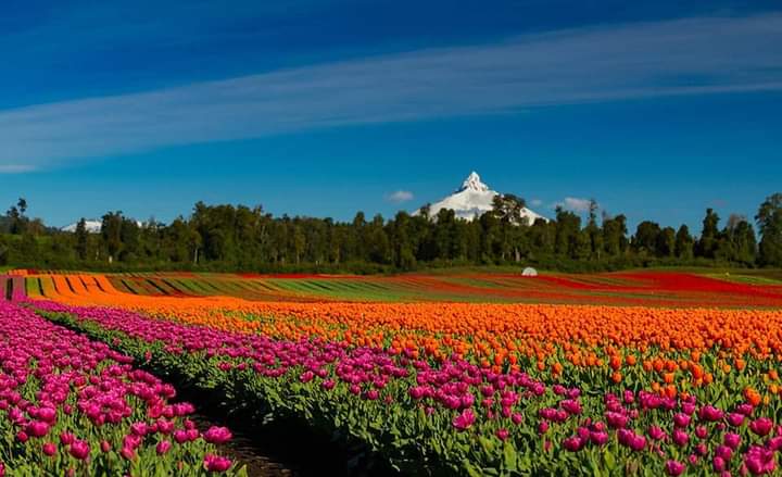 cyberfullfran's tweet image. No es Holanda, es el sur de Chile, Osorno!