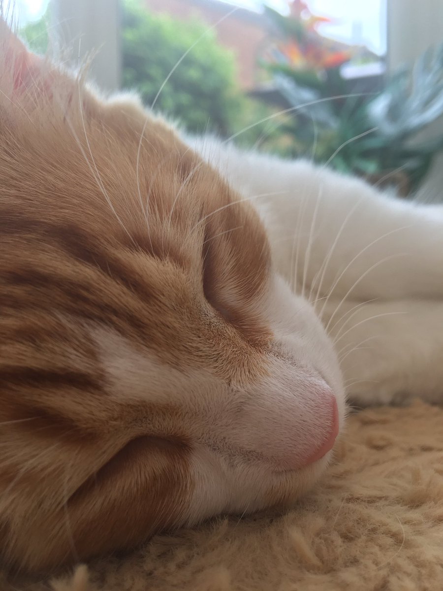 Mathematicats's tweet image. Here’s my beautiful bro, Bert, for you to all appreciate on #GingerCatAppreciationDay! He’s my best friend 😻😺🧡🖤