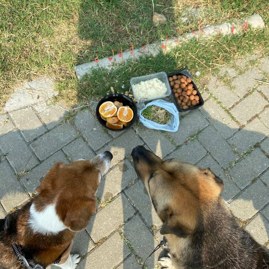 dogjournals's tweet photo. 👻 Can’t believe another year has gone by: hungry ghost festival again! 🥘 Their favourite holiday.... 😋#hungryghosts more like #hungrydogs 🙄 #leashthemup #beagle #mongrel #rubythebeagle #hkdrflanders #hungryghost #hungryghostfestival #hongkongsummer #offerings #adoptdonts… https://t.co/DK2GZmOq9n