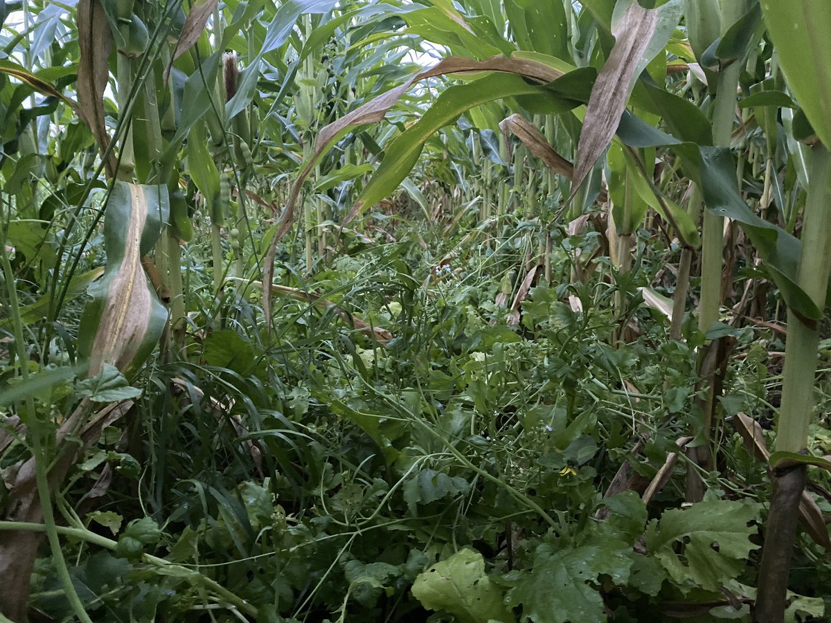 PeninsulaFarmer's tweet image. We had a great turnout for our third Conservation Conversation tonight to talk about interseeding. Thanks to Brey Cycle Farms for hosting and to Short Lane Ag Supply for the presentation. #conservation #farming #interseeding