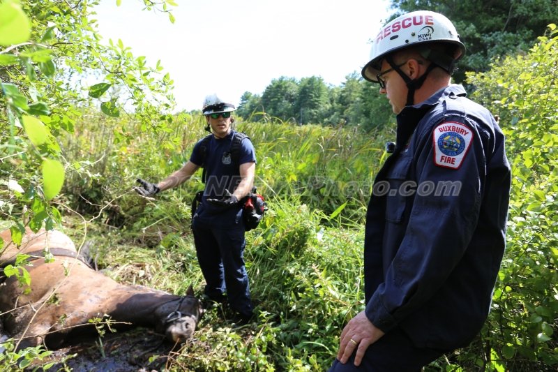 car383's tweet photo. PHOTOS have been added from today's Horse Rescue in Hanson MA. Multiple agencies worked together successfully to rescue this horse which was stuck in the mud at Burrage Pond. https://t.co/ipiJ3NQ4aA @ctfirephoto @PCTRT @HansonFire @hfd2713 @DXFD_PIO @THE_PFFM https://t.co/ecMTvHaBol