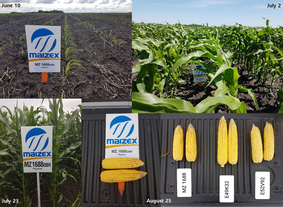 Maizex's tweet photo. 100 days of MZ 1688DBR, a core performer in our #WestCdnAg product portfolio, w/ high-end yield potential &amp; excellent stay green &amp; plant health. Snapshots from our McGregor, MB plot, which you can view more of @ https://t.co/E5YNus3Pjb
#virtualplottour  #CdnAg https://t.co/NMBQG5P2LE