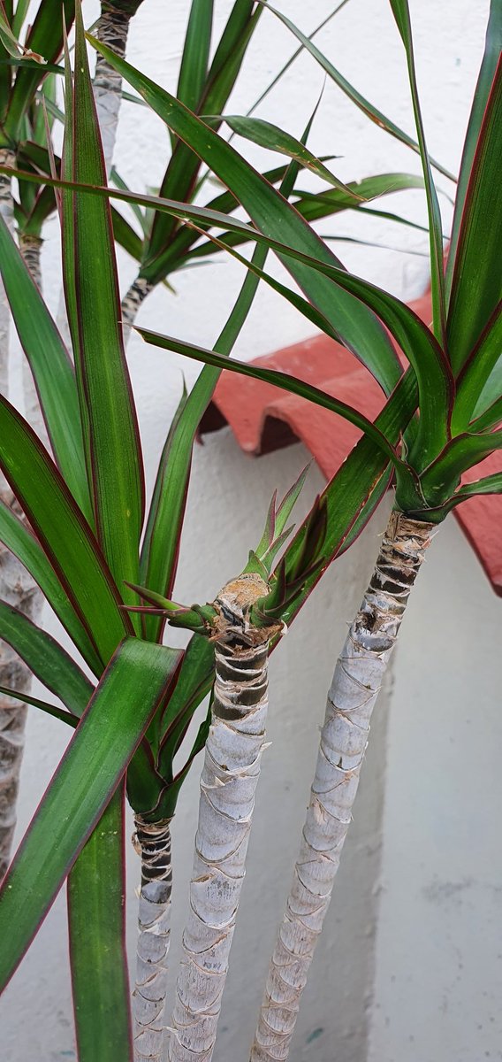 AliciaCampos_'s tweet photo. #MartesDeBrotes @wonder_m_r #Marginata https://t.co/3AwONdgMdW