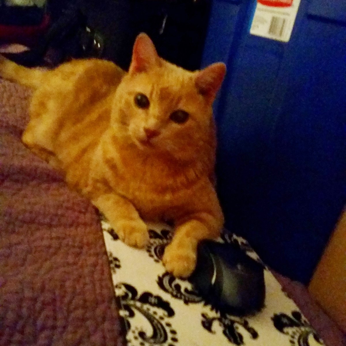 HyperZen.eth tweet media