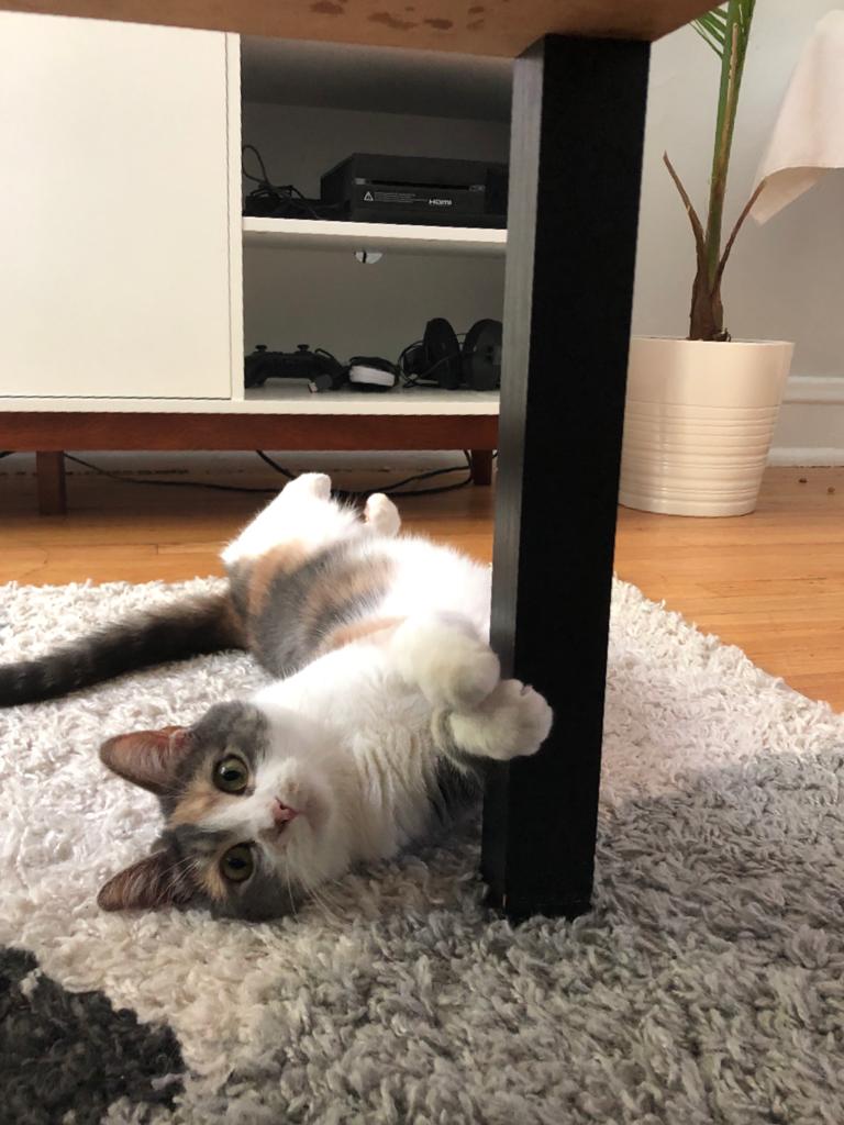 dan_ahern's tweet image. Just stopping by to say I love this silly bitch