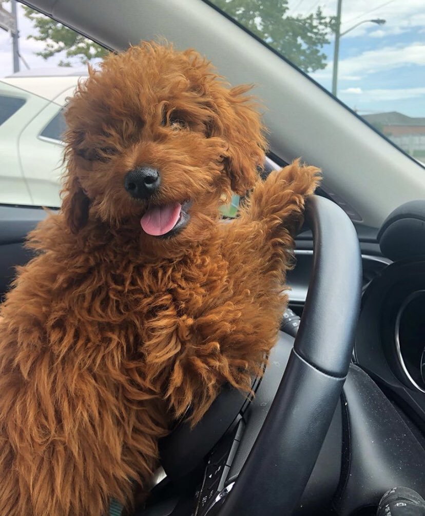 Hello <a href="/Twitter/">Twitter</a> !   #dogsoftwitter #goldenretriever #poodle #doodle #goldendoodle #dogs #puppy #puppylove