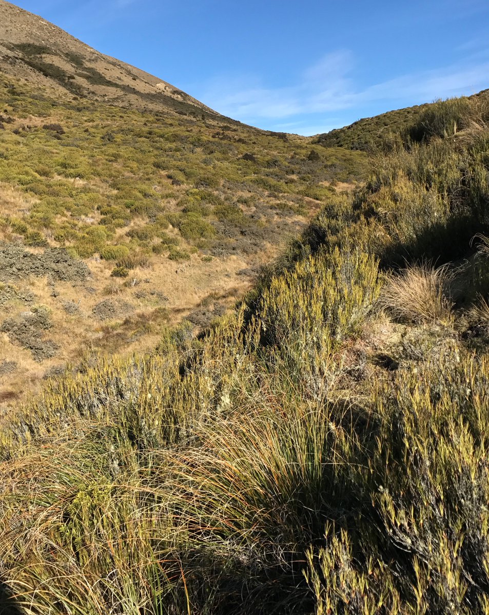 With a warming Earth &amp; more wildfires, will plants get better at dealing with fire or do they need inherited traits to cope? A new <a href="/ecolincnz/">Ecology<a href="/LincolnUniNZ/">Lincoln University</a></a> article looks at Dracophyllum, the dragon leaf, species across NZ &amp; their variable fire traits at lincolnecology.org.nz/?p=6585  @LincolnUniNZ