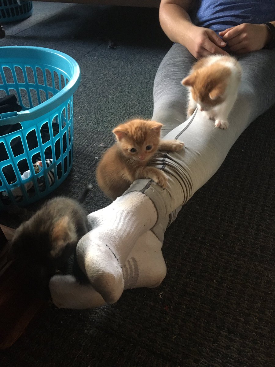 carmlaur9's tweet photo. They’re on the move now! 3 weeks old and growing fast. #intoeverything https://t.co/fcjo1L7OHl