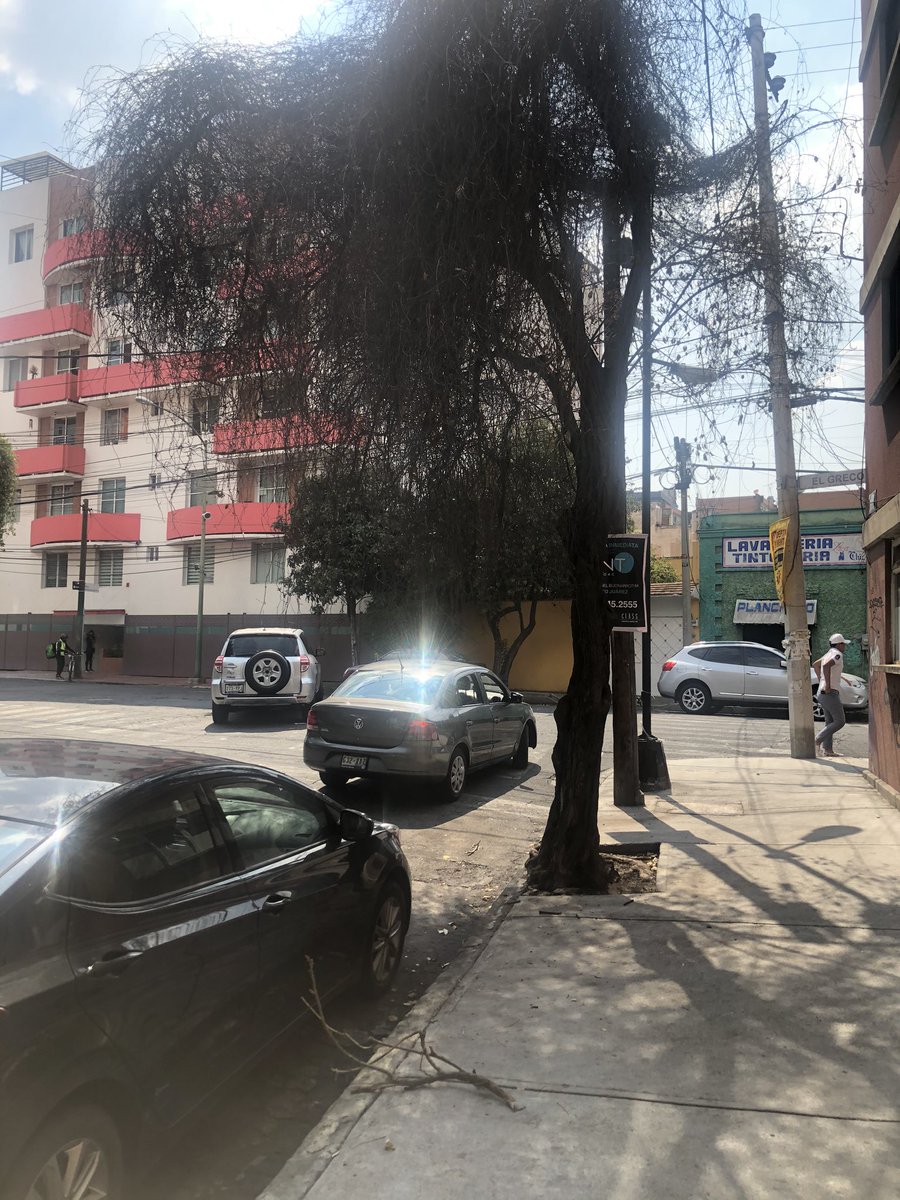 doragtz's tweet photo. @AccionesBJ @BJAlcaldia seguimos sin que puedan venir a cortar un árbol... ya empieza a caerse https://t.co/JbWF8Aa88R