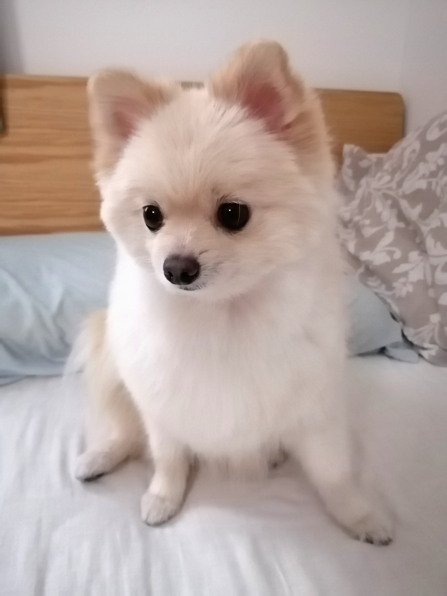 寝ぼけ犬 Twitter Search Twitter