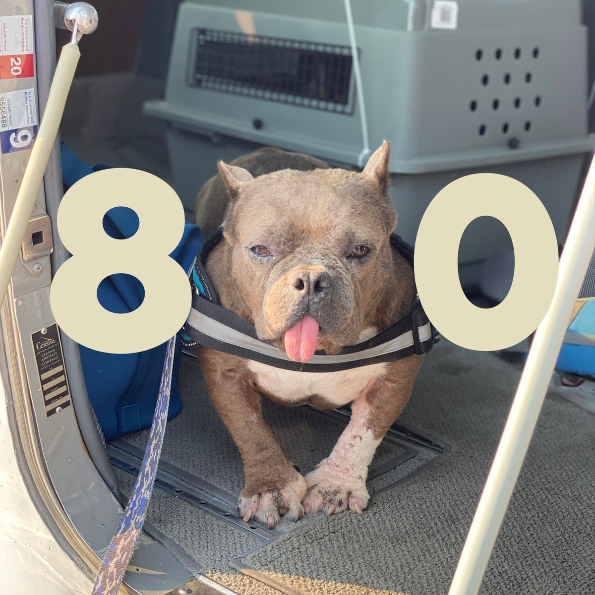On our last mission we had the honor of flying our 800th Passenger, Winnie Mouse, on behalf of <a href="/Roadogsrescue/">Road Dogs & Rescue🤘🏼</a> to her new mom. She is already so loved and enjoying her new pack! 

Join the mission: PetRescuePilots.org