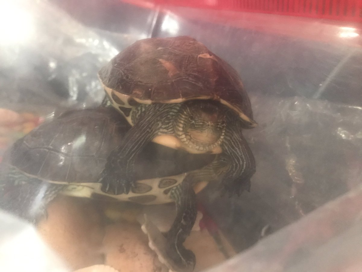 JonasNicoTurtle's tweet photo. We didn’t really enjoy the ride though, but it was worth it, sunbathing, strolling and sleeping in.... https://t.co/Er6jDW7Ocm