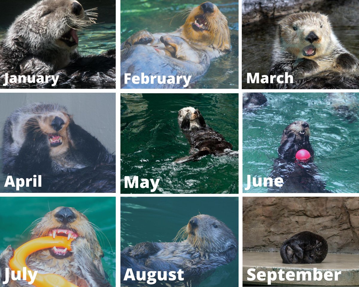 SeattleAquarium's tweet image. #2020challenge 🦦