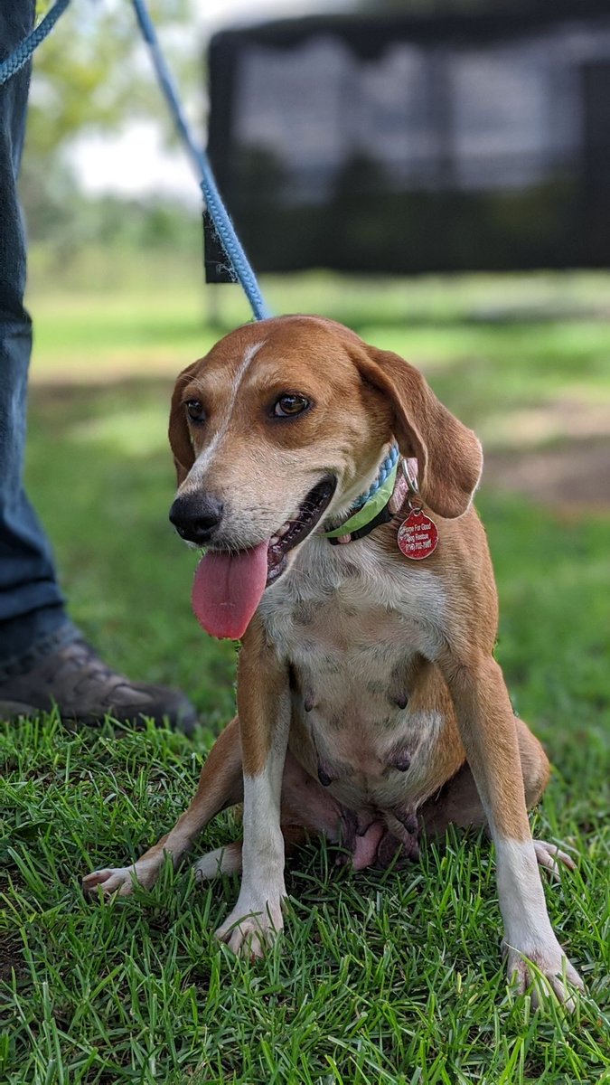 HomeforGoodDogs's tweet image. My name is Macaroon! I am a 4-year-old Beagle mix who has a go-with-the-flow personality. I am happy just about anywhere and love to nap during the afternoons in the cool AC. At 34 pounds, I am fully grown and the perfect medium size.
To adopt: buff.ly/2N5jBNB