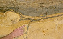 The Dinosaurs' Story, the Old Yeller edition pt. 2This line in the sand has many stories. Before we get to why this line exists, Lets talk about the line first. #ScienceTwitter  #Sciency