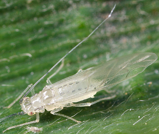And here’s what happens when I google “winged colorless aphid”! It’s hard to tell but it looks like the exact same species! Well then, it’s just a boring aphid! That doesn’t answer our question - what happened to its underside? Is it somehow a new city-dwelling aphid species