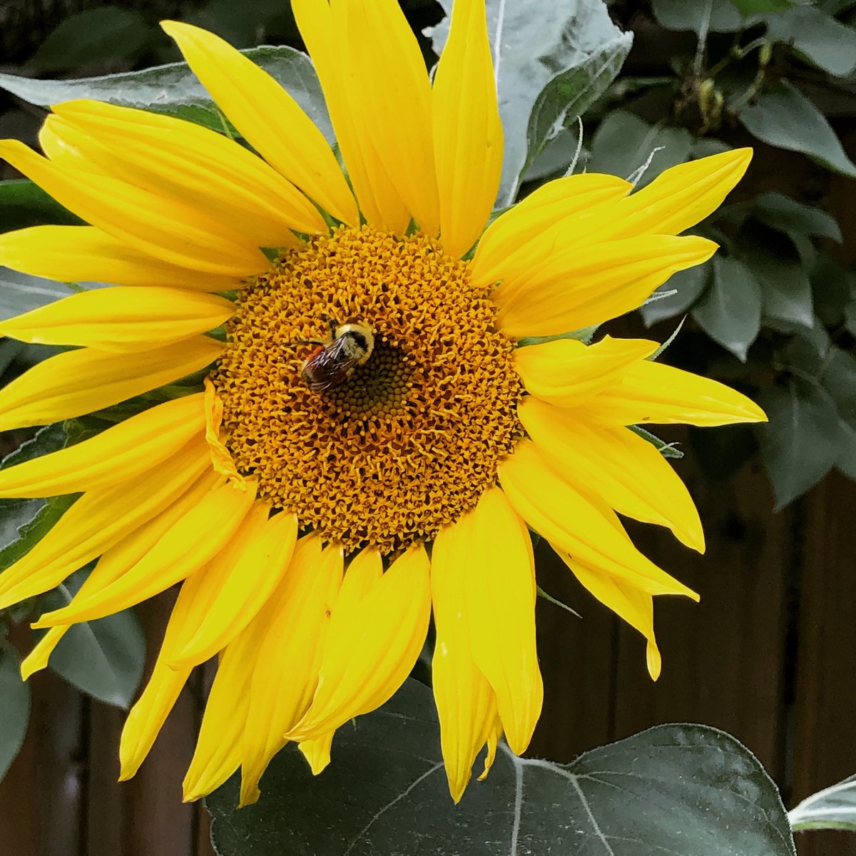 Found this growing in my backyard!  It even had a bumblebee visiting! Did you have a chance to plant your wildflower weds from your camp in a box?  Would live to see what you grew!