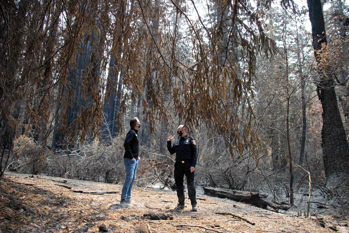 CAgovernor's tweet photo. Responding to & recovering from wildfires takes partnership at every level.
Governor @GavinNewsom surveyed the damage to Big Basin Redwoods State Park by the #CZULightningComplex & met with emergency responders & federal, state & local officials assisting with response efforts. https://t.co/HhqM6qfRYg