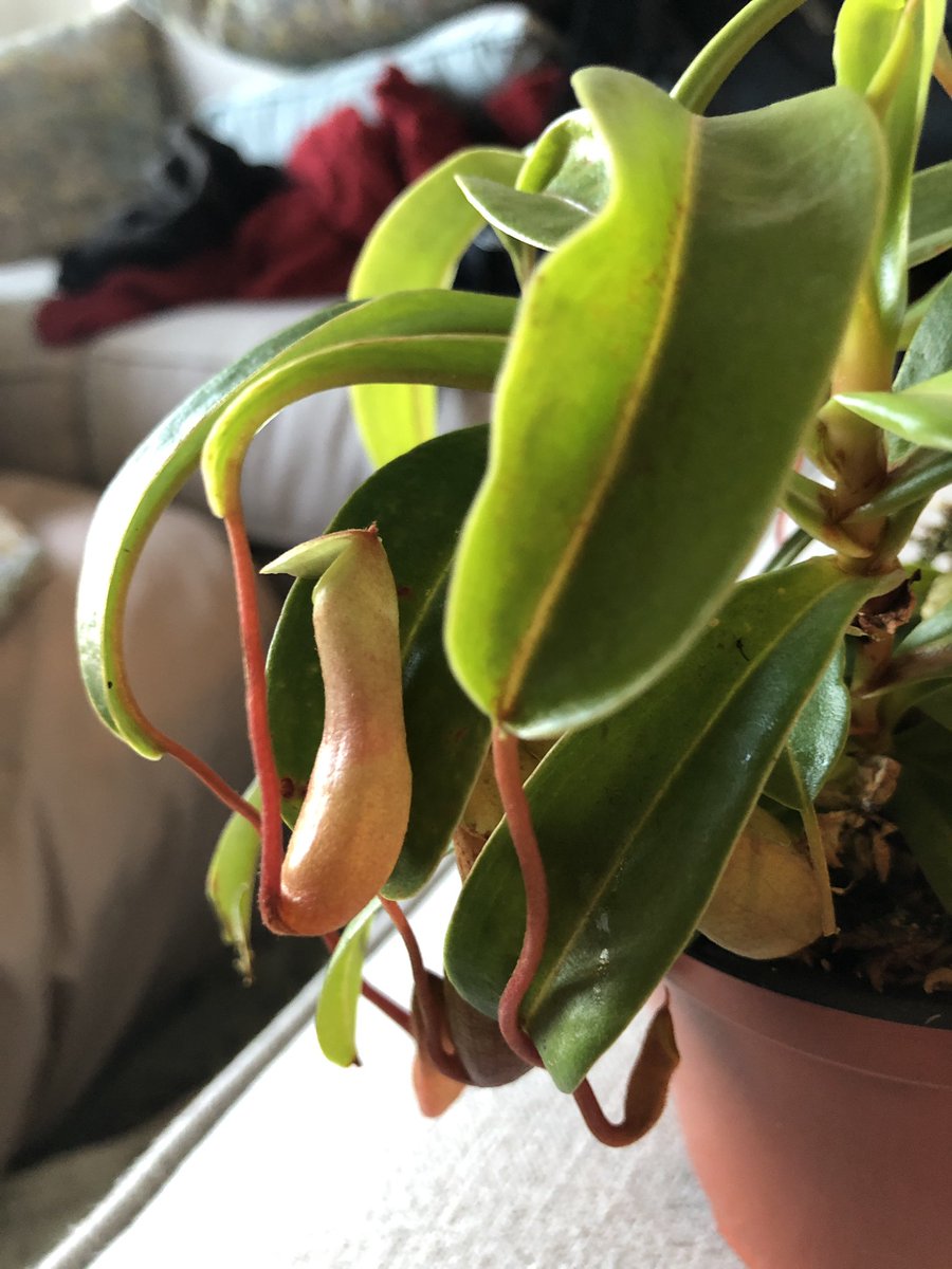 Swamp Pitcher Plant - Nepenthes Mirabilis