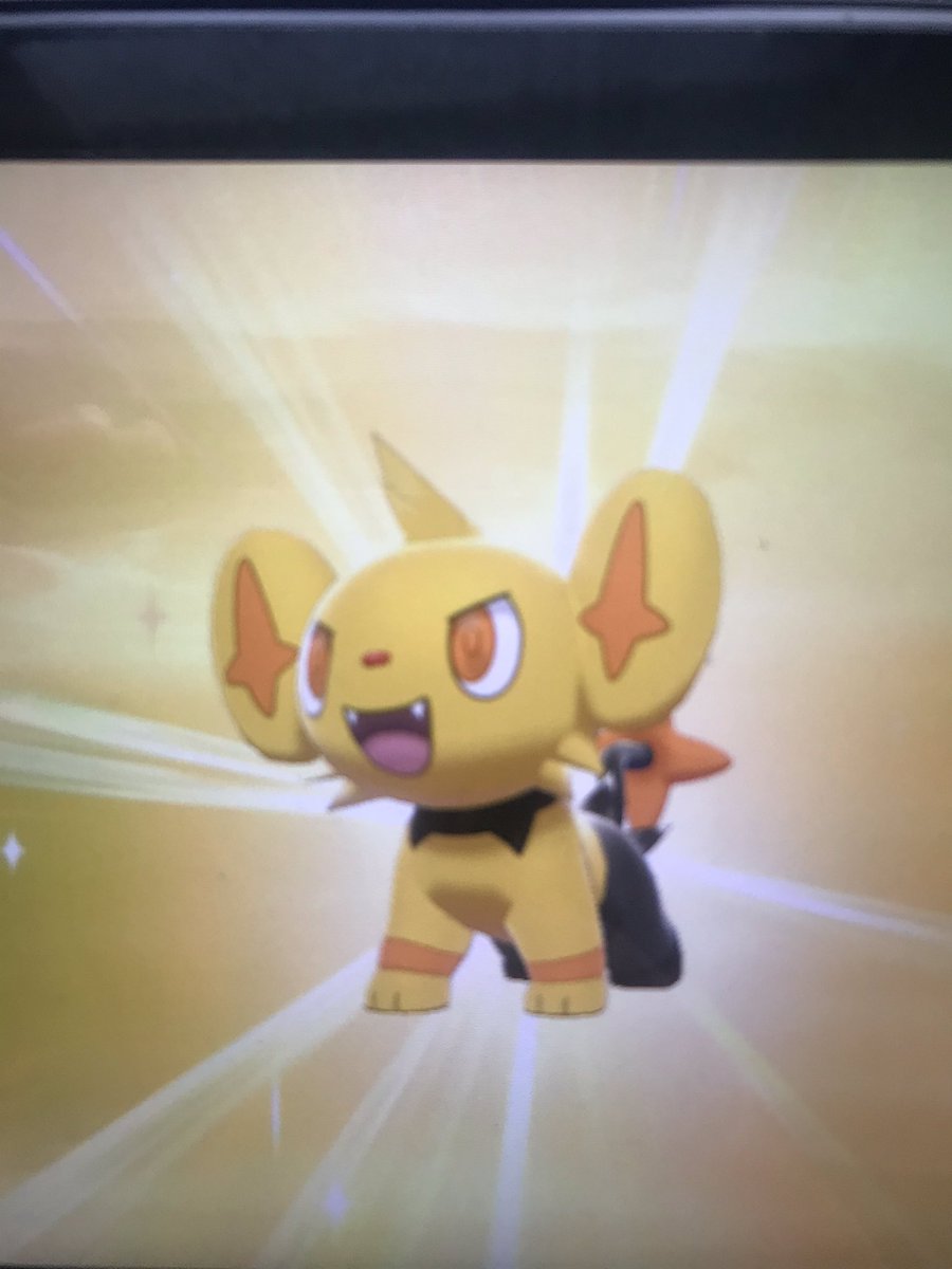 NightmareDrago6's tweet photo. Shiny shinx in only 236 eggs! And it has guts! Iβm so pumped and not sure why I never hunted this shiny before #shinypokemon #PokemonSwordandShield #holyshinx https://t.co/F7FazJu8An