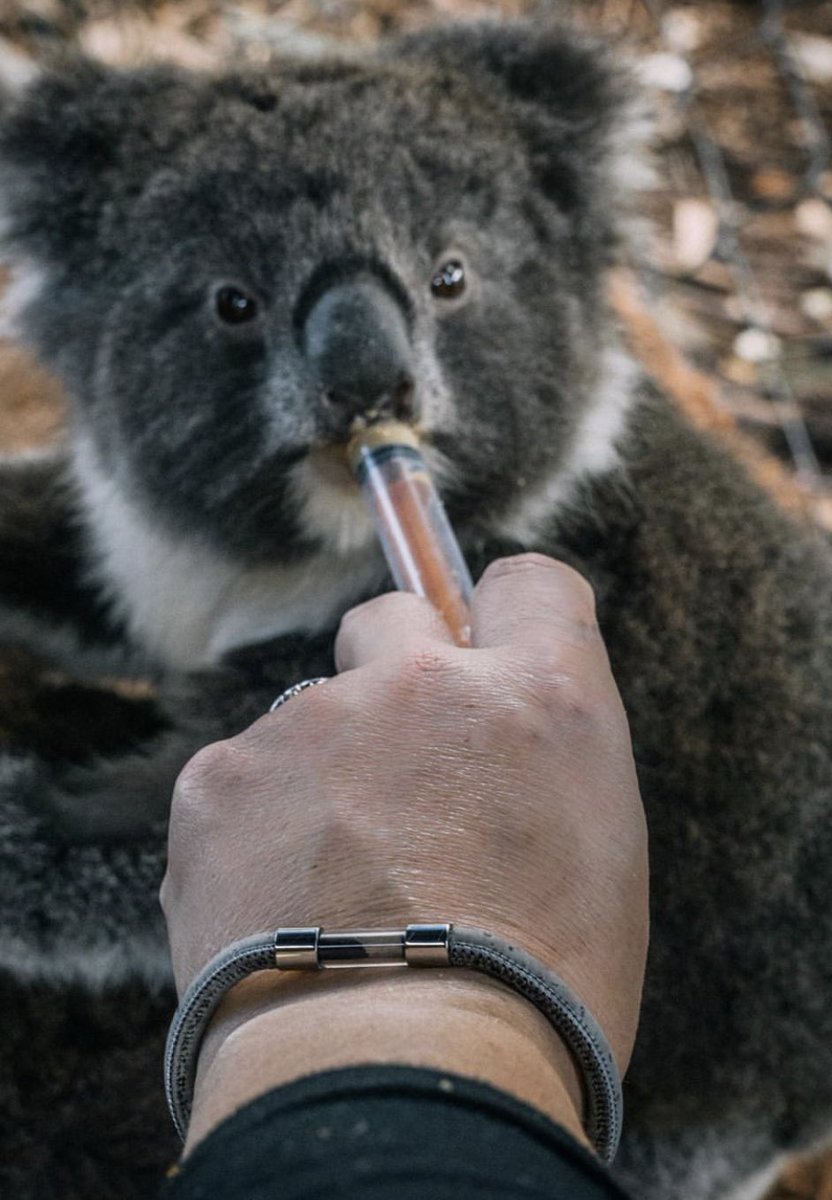 In the past two decades the Koala population has dropped by two thirds, it is estimated that Koalas could be extinct in several decades. Now is the time to help save this amazing species. 🐨🖤 #legendbracelet #followyourlegend