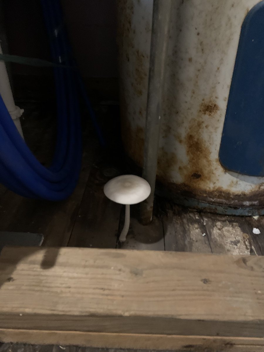 JasonOShell's tweet image. There are no longer mushrooms growing out of the floor  but the walls are still Jimi Hendrix pink! So glad to have hot water again!! #diy