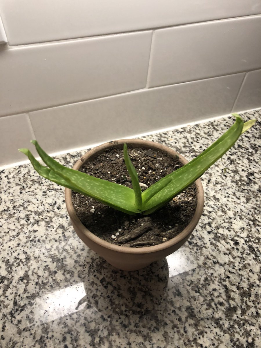 Aloe Vera - yes she’s sad, we’re working through it together (also Aloe Vera is the scientific name)