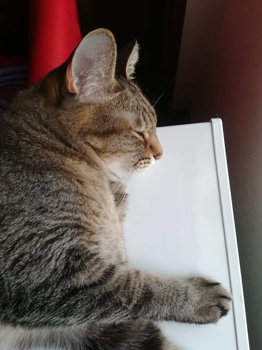 祈り猫
