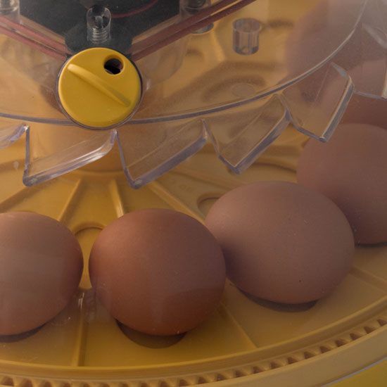 MotherEarthNews's tweet photo. In this episode, our #hosts Zach Foley and Charlotte Brunin discuss the in's and out's of using #incubators and caring for their precious cargo. #chicken #chickens #chickengood #chicks # #MotherEarthNews https://t.co/heKuQLvusI https://t.co/FXjpTnW6iF