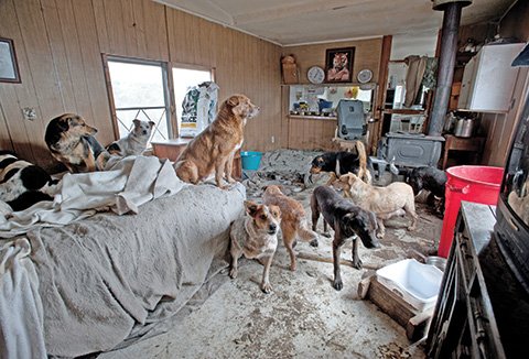 HoardingThis is when an a high number of animals are kept in a house or property without being able to properly care for all of them.This can often lead to neglect and cannibalism among hoarded animals.