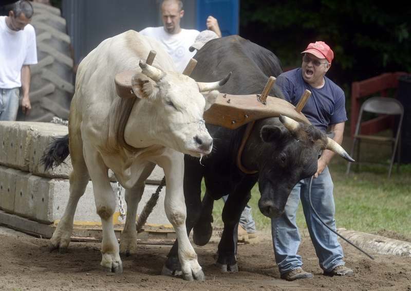 TransportationAnimals used to transport people or products, generally done with an excessive amount of weight.Animals can become injured and physically exhausted. Animals are usually punished for not performing.