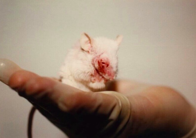 Animal TestingAnimal testing is often done for human gain. Harmful chemicals are tested and forms of mutilation are practiced on animals.Can lead to injury and premarue deaths.