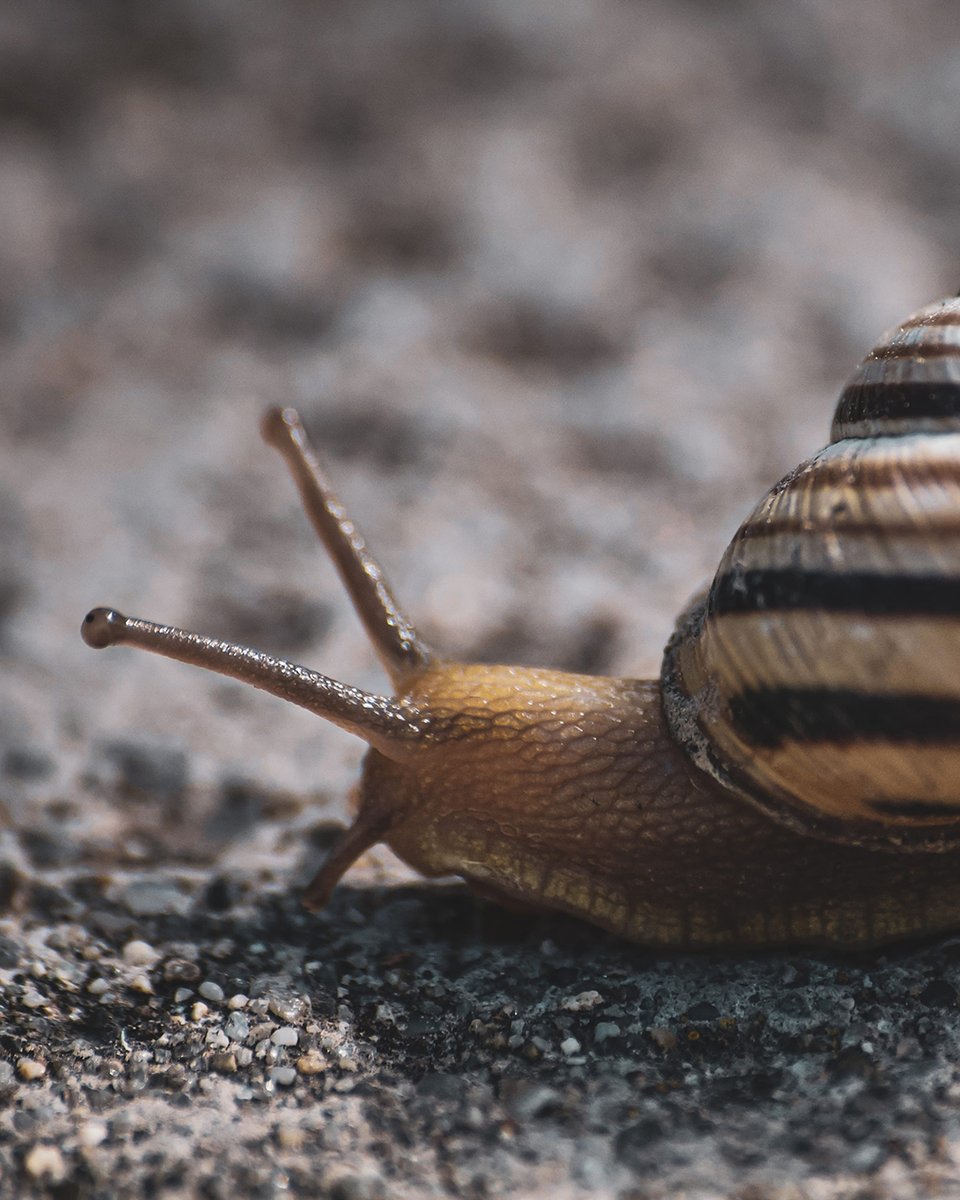Griffith HDR (@griffith_hdr) on Twitter photo What the shell?! Museum records of one of our best #forest #bioindicators are incomplete? Luckily #PhD student Lorelle Holcroft is on the case #snails #GU3MT <a href="/GriffithARI/">Australian Rivers Institute</a> @GU_Sciences @WomenSciAUST <a href="/WomeninSTEMM_GU/">Women in STEMM at Griffith</a> <a href="/drcarmelmc/">Carmel McDougall</a> Photo by Balázs Kadlicskó ow.ly/fWen50BbcK8 What the shell?! Museum records of one of our best #forest #bioindicators are incomplete? Luckily #PhD student Lorelle Holcroft is on the case #snails #GU3MT <a href="/GriffithARI/">Australian Rivers Institute</a> @GU_Sciences @WomenSciAUST <a href="/WomeninSTEMM_GU/">Women in STEMM at Griffith</a> <a href="/drcarmelmc/">Carmel McDougall</a> Photo by Balázs Kadlicskó ow.ly/fWen50BbcK8