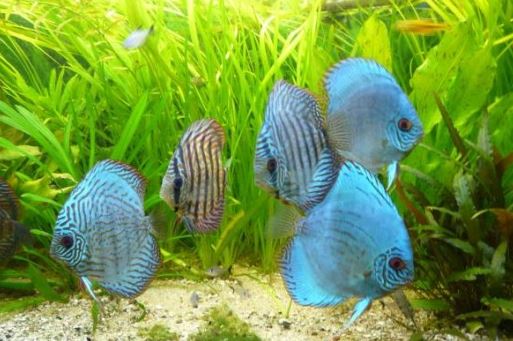 DiscusGuydotcom's tweet photo. Discus Fish Facts... https://t.co/1MkaTTp8nw