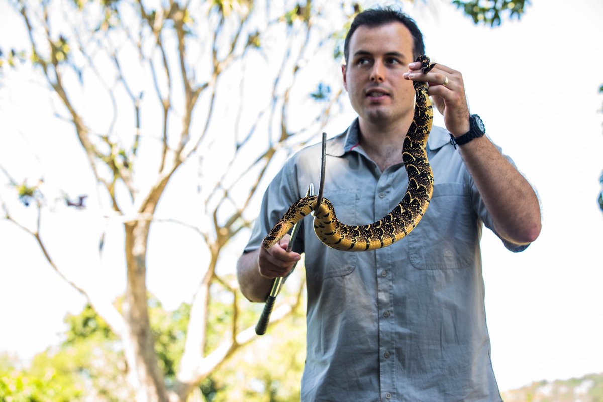 People°s Weather (@peoples_weather) on Twitter photo SNAKE SEASON
Starts 7 September at 18:00.
Don't miss SNAKE SEASON a wildlife series of snake capture, rescue and release on People°sWeather this spring. Featuring a world renowned snake handler and conservationist <a href="/NickEvansKZN/">Nick Evans</a> from KwaZulu-Natal.
#SnakeSeason SNAKE SEASON
Starts 7 September at 18:00.
Don't miss SNAKE SEASON a wildlife series of snake capture, rescue and release on People°sWeather this spring. Featuring a world renowned snake handler and conservationist <a href="/NickEvansKZN/">Nick Evans</a> from KwaZulu-Natal.
#SnakeSeason