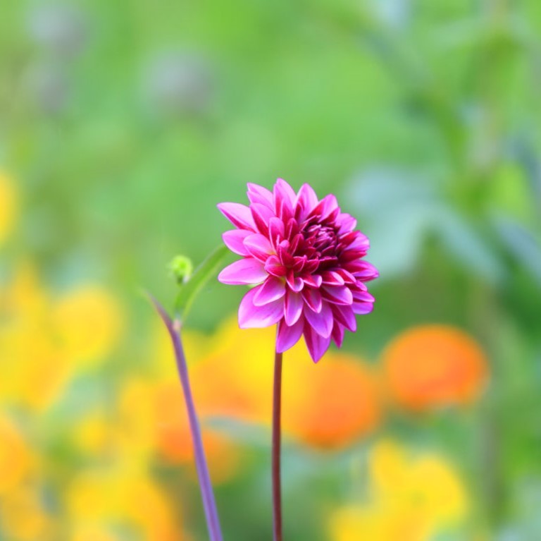 ট ইট র 文理 勉強垢 公式 ９月の誕生月花は ダリア 秋の花の代表格で何枚もの花びらを重ねて大きな花を咲かせます その見た目のイメージから花言葉は 華麗 優雅 気品 威厳 キレイですが なんだか強そうな言葉が並びます 文理 教科書