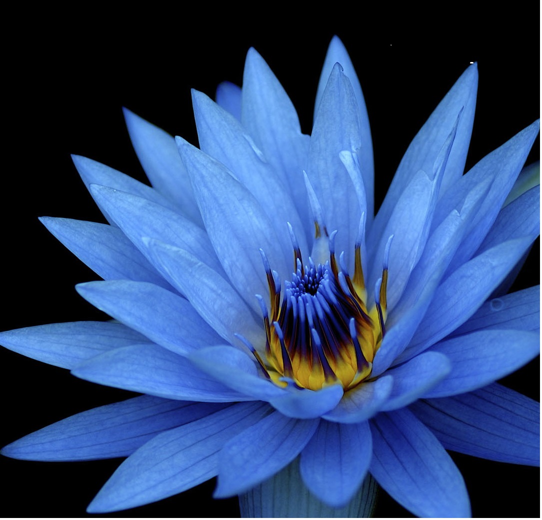 Twitter এ 文理 勉強垢 公式 ９月の誕生月花は ダリア 秋の花の代表格で何枚もの花びらを重ねて大きな花を咲かせます その見た目のイメージから花言葉は 華麗 優雅 気品 威厳 キレイですが なんだか強そうな言葉が並びます 文理 教科書