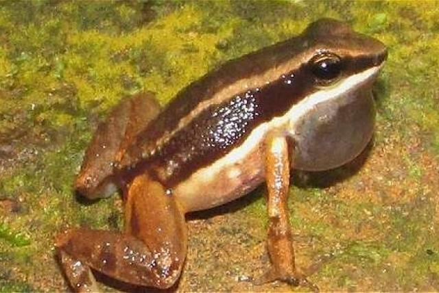 farmagemma's tweet photo. En 1735 Carlos Lineo, un científico sueco, propuso un sistema de dos palabras para nombrar nuevas especies.
Eso sigue vigente hoy en día. 
Hoy he leído una especie de rana colombiana con el nombre "Allobates niputidea". Y aquí estoy, partida de risa.
Pero no es la única. https://t.co/8nMjfbJbXd