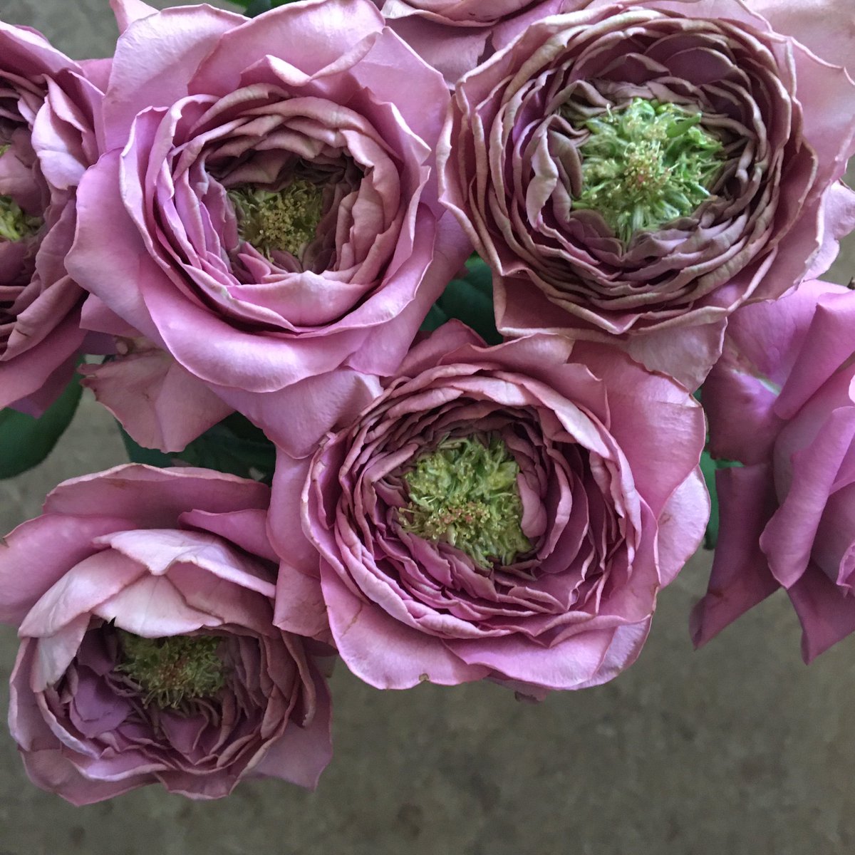 D Ici Peu 毎日ひと花 薔薇 ヴァーズ D Ici Peu 毎日ひと花 薔薇 ヴァーズ