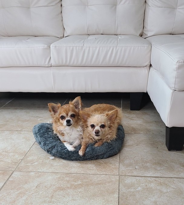 Thank you for the cave bed for my babies and the white blouse!!! You know who you are 😘😉As you can see<a href="/tag/tittytuesday"class="tags"><span>#tittytuesday</span></a>