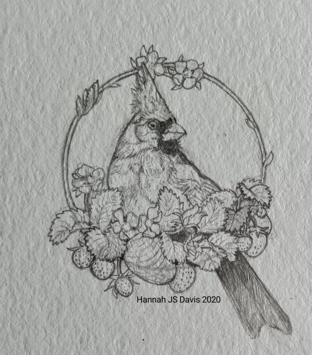 A TinyArt commission of a cardinal with strawberries. These are just the pencils, it will be painted.

#commission #tinyart #workinprogress #wip #pencil #illustration #cardinalbird #strawberry #birds #smallart #art #flowers
