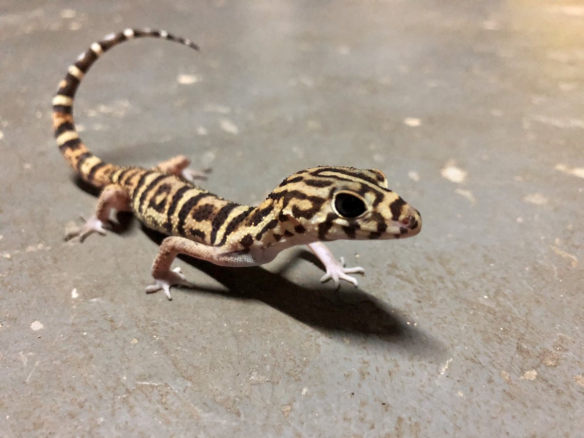 Belize_Turtle's tweet photo. Look who showed up in the house this evening! Yucatán Banded #Gecko—maybe seeking shelter from #TropicalStormNana. Things are always interesting in #Belize. https://t.co/F4CPP6f7pn