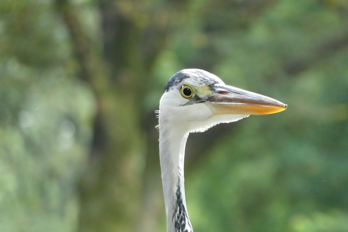 みんなの 多摩動物公園 テイクアウト 口コミ 評判 食べたいランチ 夜ごはんがきっと見つかる ナウティスイーツ